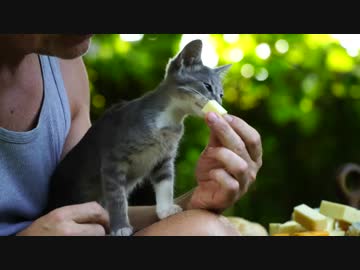 チーズフォンデュ