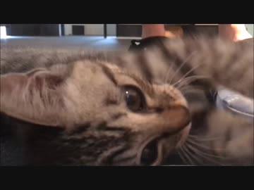 猫じゃらしに夢中なシャロ！【11日目！】