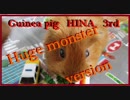 Hokkaido Hakodate Guinea pig HINA　Color version