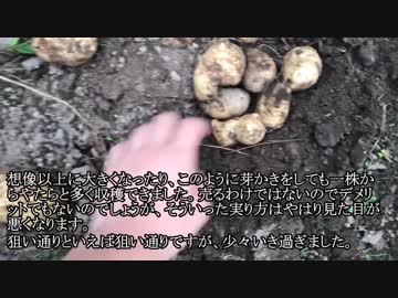 素手から始める旧農耕　完「じゃがいも収穫」