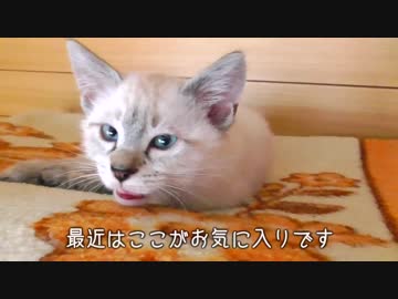 子猫が毛布の上でまったり過ごす【ケージの屋上】