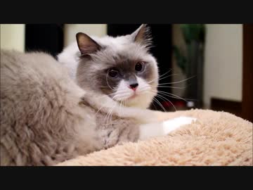 ぼくをとるかこいつをとるかきめるにゃ！いえでしてやるにゃ！！