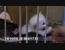 【生後017日】いせらのたいじゅうそくてい【蒼民家の猫々】
