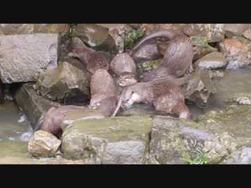 カワウソ大家族のモグモグタイム（全部で何頭？）