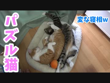 パズルのピースみたいにハマっちゃう猫