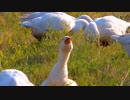 Grazing Geese　　ネクスタブル
