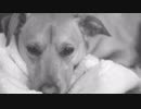 Dog Sleeping　ネクスタブル