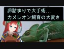 【エボシカメレオン回】Vtuber