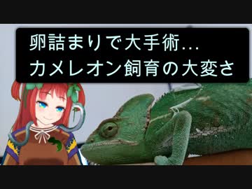 【エボシカメレオン回】Vtuber"たつの"のVはちゅカフェ！