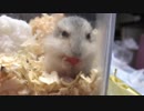 AV〜本日の食べごろ〜