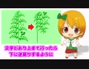 伸びたトマトを逆さまに！【バーチャルYouTuber】