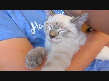 久しぶりに飼い主と会った子猫の反応がかわいすぎる【ツンデレ】