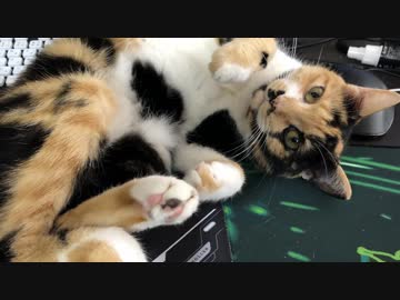 【PS4 BORDER BREAK】猫なんかに絶対に負けないボーダーブレイク　539妨害目【セクターA】