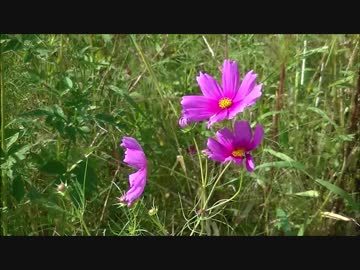 パンツマンの山の辺の道