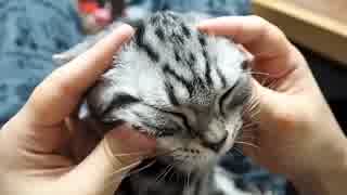 人気の ぬこ アメリカンショートヘア 動画 34本 ニコニコ動画