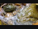 Clear Water Footage　鎌田節子