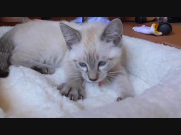 【赤ちゃん返り】子猫がペット用ベッドでふみふみ＆ペロペロ