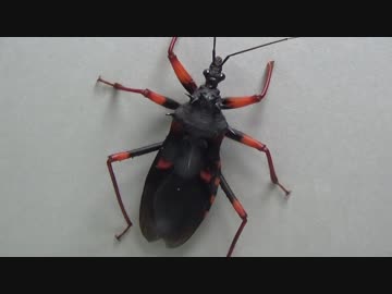 [閲覧注意!!] 再編集 アサシンバグ(サシガメ）にゴキブリを食べさせてみた。(Psytalla horrida)
