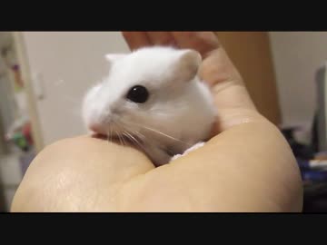 人の手をペロペロするハムスター