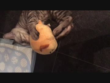 人形ホールド【13日目！】