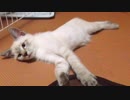 子猫がストーブの前でだら〜んと寝ころぶ＆飼い主とじゃれる動画