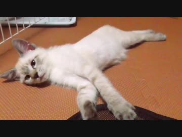 子猫がストーブの前でだら〜んと寝ころぶ＆飼い主とじゃれる動画