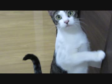 構ってほしい猫