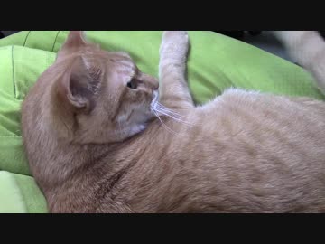 拾いねこ＠生後2287/2254日目　菱餅アコさん。