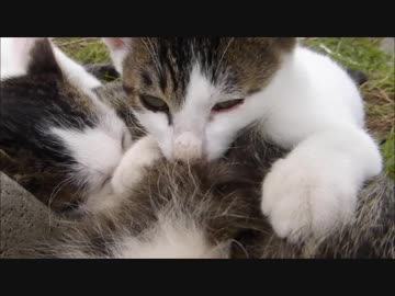 母猫にしがみつく子猫に近づいたらとんでもない状態に