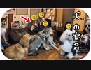 犬の集団が焼肉屋を占領！？こんな店見たことない！超インクレディブルな光景。