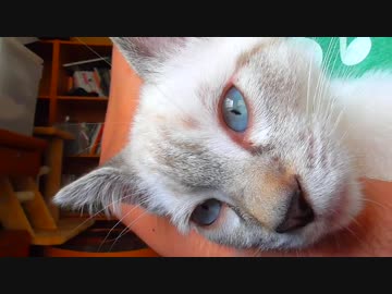 生後３ヶ月の子猫は抱っこと膝の上が大好き【甘えて眠る】