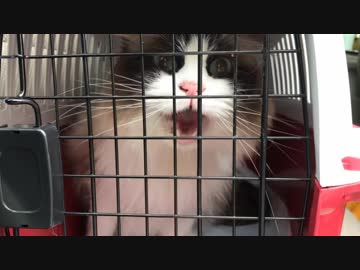 ワンちゃんの気配に怯える猫