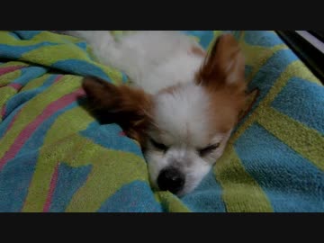 飼い主の足とこたつ布団のすき間でまったりするワンコ（パピヨン）