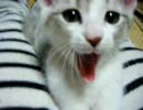 めいとゆう　５　めい「マジだり～」