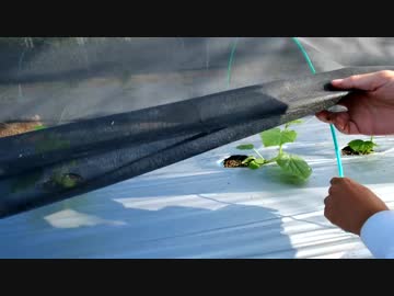 きゅうり栽培実況vol.54   H30秋③定植直後の管理について。