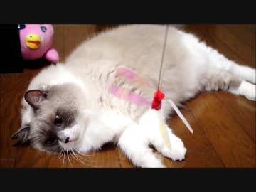 いつから猫をじゃらしてると勘違いしてた