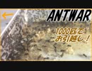 冬のコロニー全滅を防げ！ケアリ1000匹コロニーのお引越し。