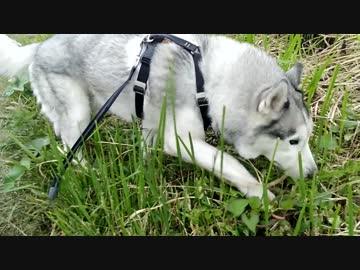 シベリアンハスキー　いつもの散歩
