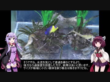 結月ゆかりとアクアリウム夜話　第10夜