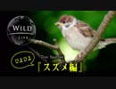 【ハロー！赤ちゃん】ぴよぴよスズメ編【Wildlife】 【bird Tree Sparrow】