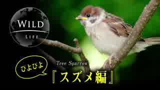 【ハロー！赤ちゃん】ぴよぴよスズメ編【Wildlife】 【bird Tree Sparrow】