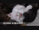 【生後018~019日】いせらのたいじゅうそくてい【蒼民家の猫々】
