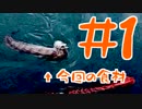 【釣り】トラウツボって食べれるんですか #1【料理】