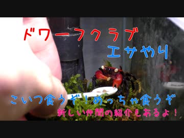 【ドワーフクラブ】ドワーフクラブのエサやり＆ヒメツメカエルお招き【アクアリウム】