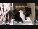 【生後020~021日】伊勢'sの体重測定【蒼民家の猫々】
