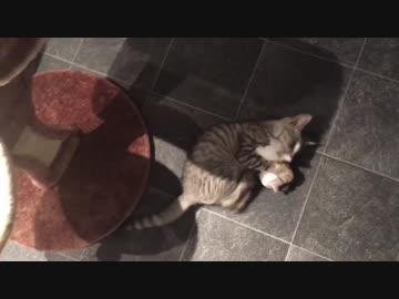 猫のぬいぐるみ上げてみた【14日目！】