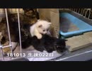 【生後022日】伊勢'sの体重測定【蒼民家の猫々】