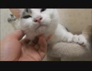 猫耳のコスプレをして甘えたポーズをとるあざとい系女子