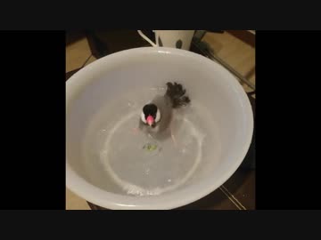 水浴びしたいけどなかなか心の準備ができない文鳥
