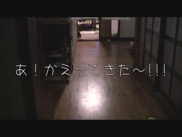 ご主人が帰ってきた時の猫の様子を隠しカメラで撮ってみた